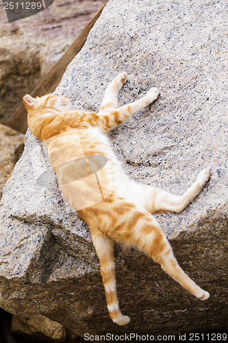 Image of Sleeping cat on the rock