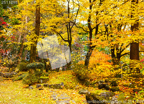 Image of Autumn jungle