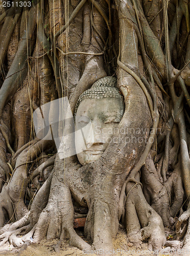 Image of Buddha head in banyan tree at Ayutthaya