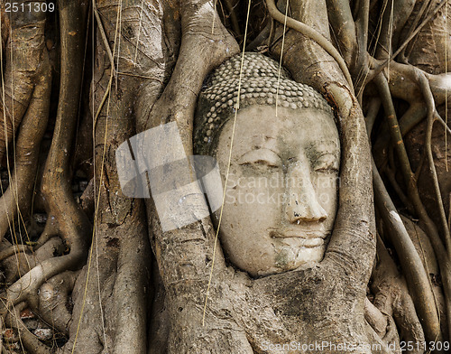 Image of Buddha head in old tree 