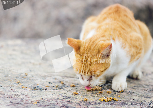 Image of Street cat eating food