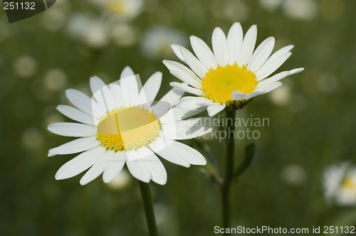 Image of daisy