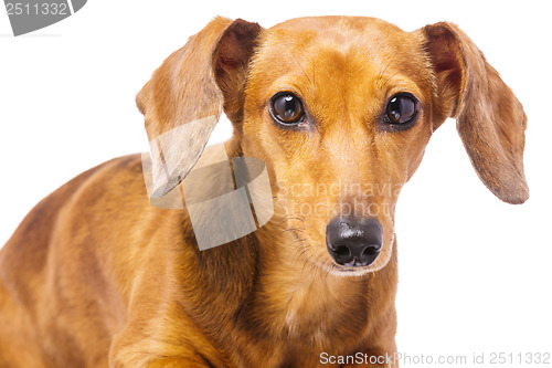 Image of Dachshund Dog