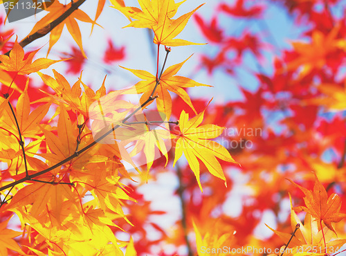 Image of Maple leave in autumn