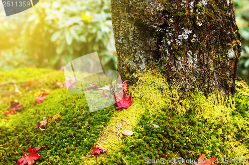 Image of Maple leaves on moss