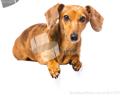 Image of Dachshund Dog