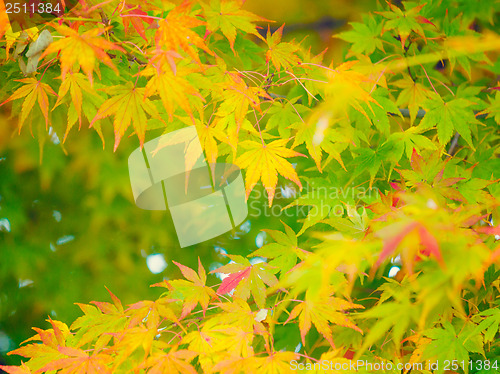 Image of Autumn maple leaves 