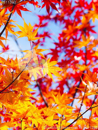 Image of Maple leave in autumn