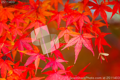 Image of Red maple tree