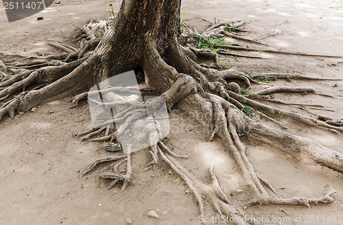 Image of Tree root on dried land