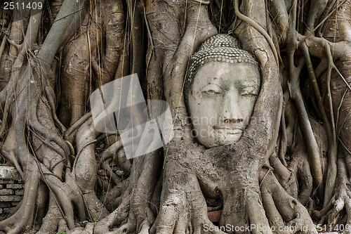 Image of Buddha head in banyan tree