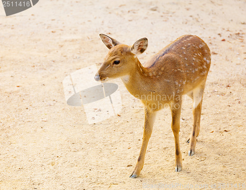 Image of Female roe deer