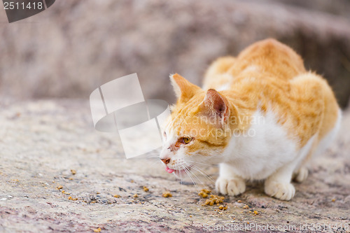 Image of Feeding food for street cat