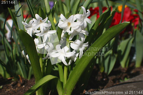 Image of first bells of spring in the green park