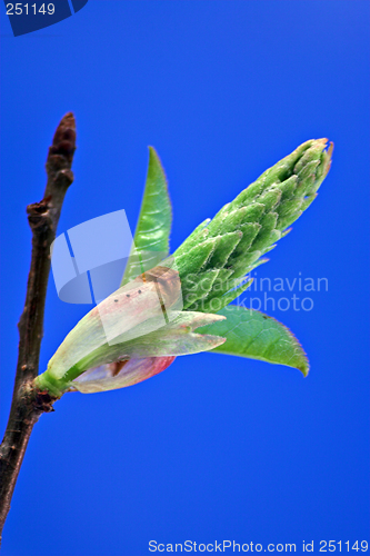 Image of Opening leaves