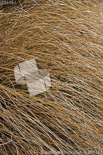 Image of Straw texture