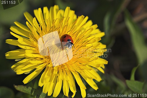 Image of Ladybug