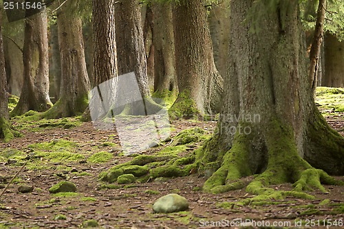 Image of woods in autumn