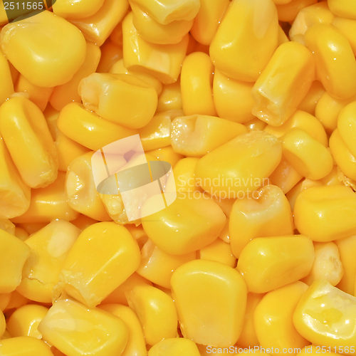 Image of Maize corn