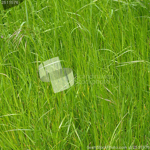 Image of Grass meadow