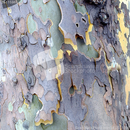 Image of Bark picture