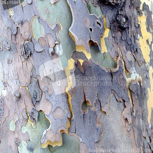 Image of Bark picture