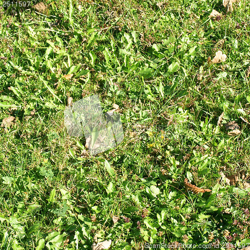 Image of Grass meadow