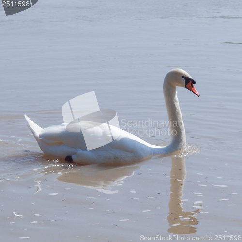 Image of Swan bird