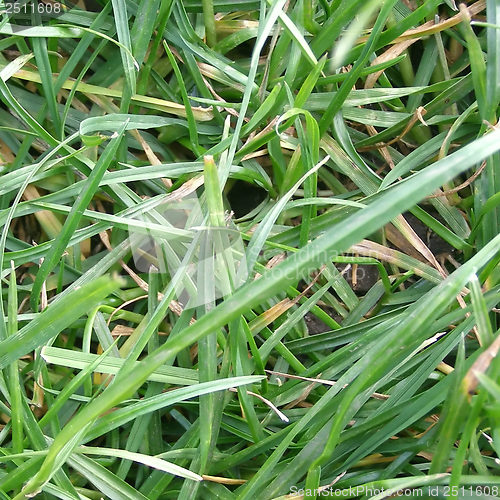 Image of Grass meadow weed