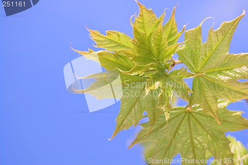 Image of Spring leaves