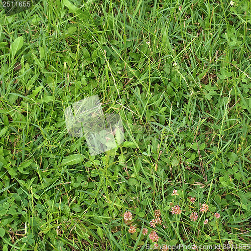 Image of Grass meadow
