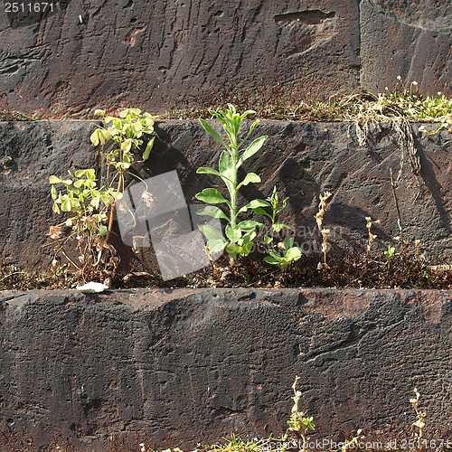 Image of Roman wall