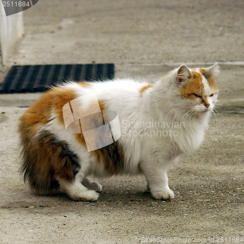 Image of Cat picture