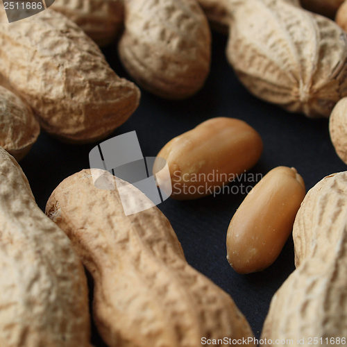 Image of Peanut picture