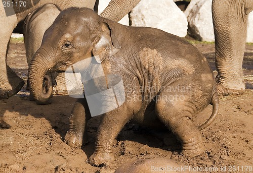 Image of Muddy baby