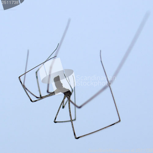 Image of Spider