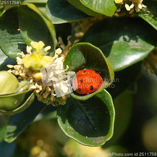 Image of Beetle