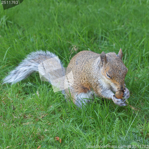 Image of Squirrel