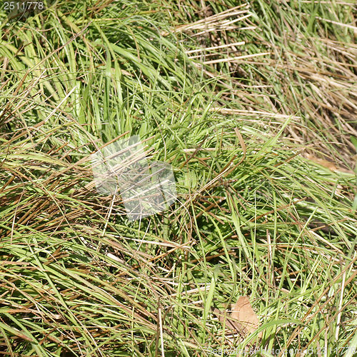 Image of Meadow