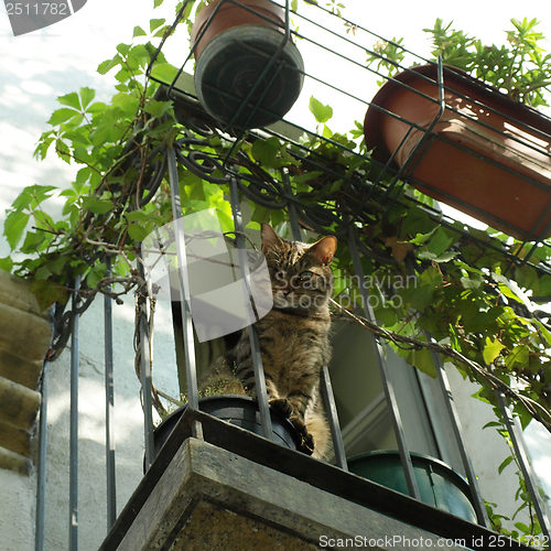 Image of Balcony with cat