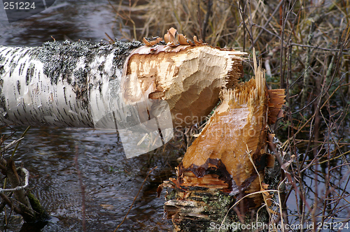 Image of Beaverwork