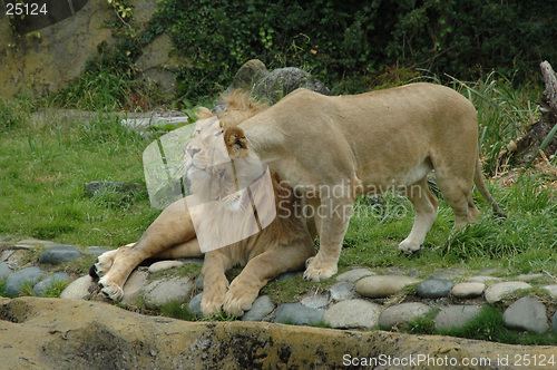 Image of Cuddling lions