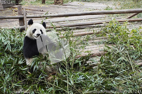 Image of Giant panda bear