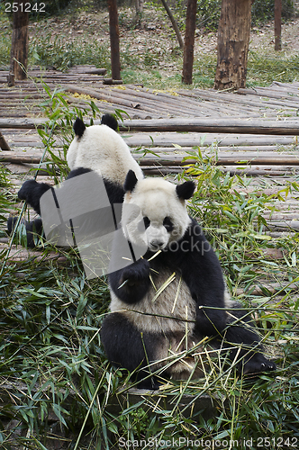 Image of Giant panda bear