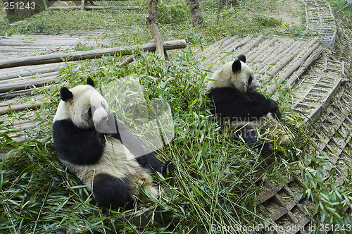 Image of Giant panda bear