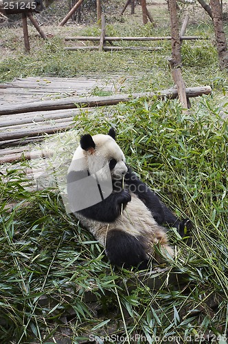 Image of Giant panda bear