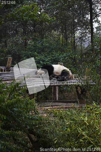 Image of Giant panda bear