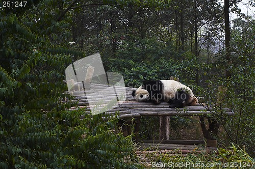 Image of Giant panda bear