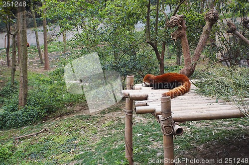 Image of Red panda bear