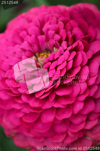 Image of beautiful flower of red Dahlia